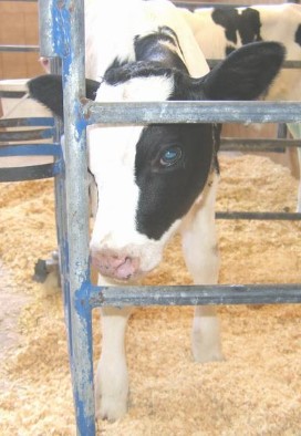 cows_milk67 (1)